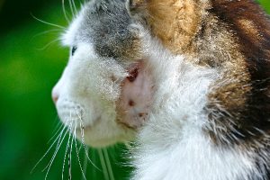 Cat Abscess | How to Treat Cat Abscesses at Home