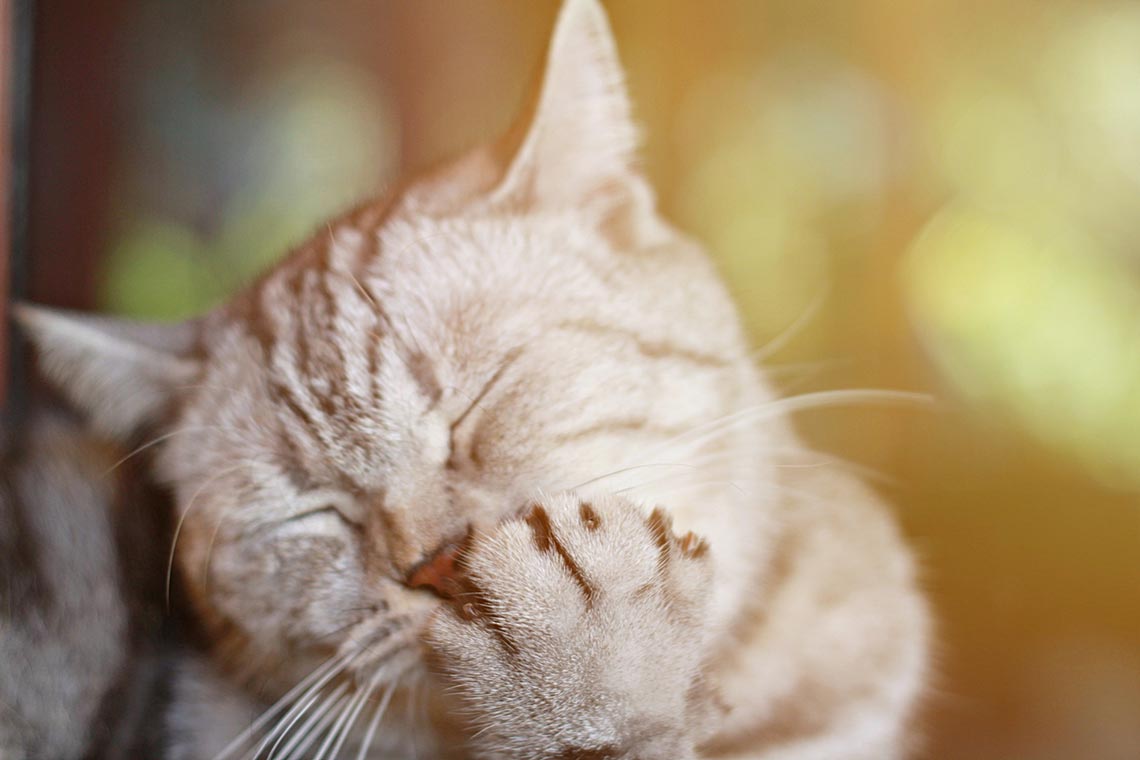 Cat Allergy Everything You Need To Know