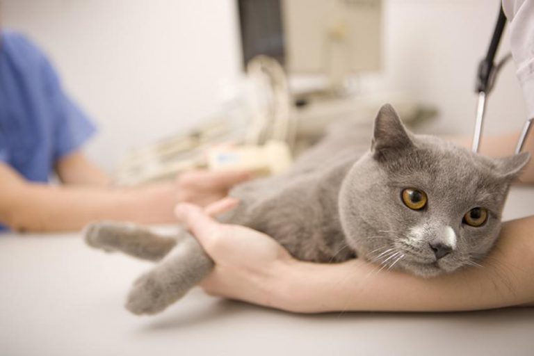 Cat Vaginal Discharge Home Remedies, Treatment & More