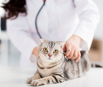 cat-and-veterinarian