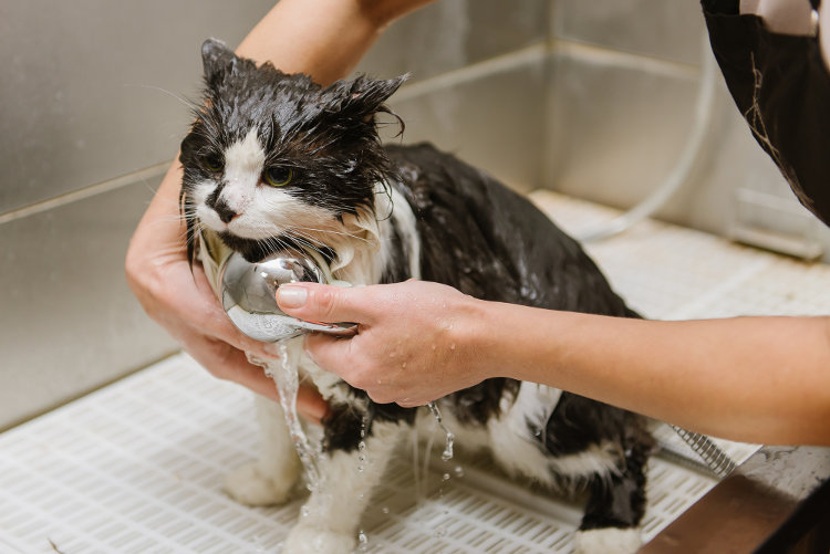 Best Cat Grooming Tips What Cats Need Grooming?
