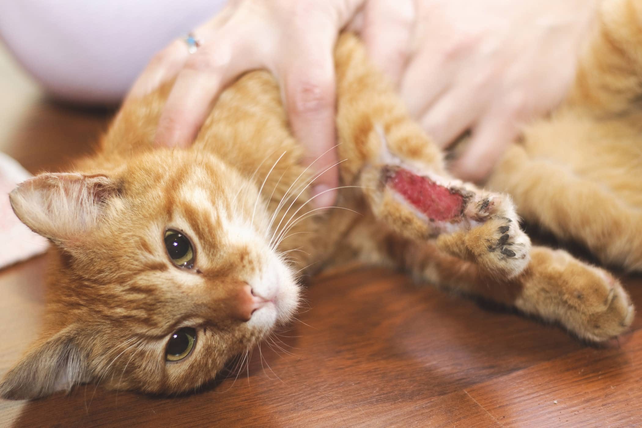 Cat Internal Bleeding Signs - Cat Health And Care