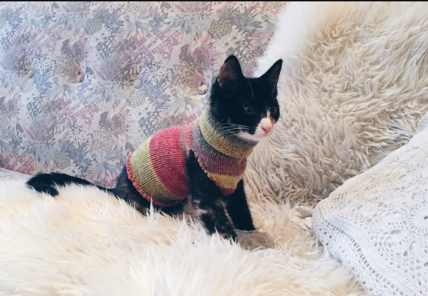 cat-sweater
