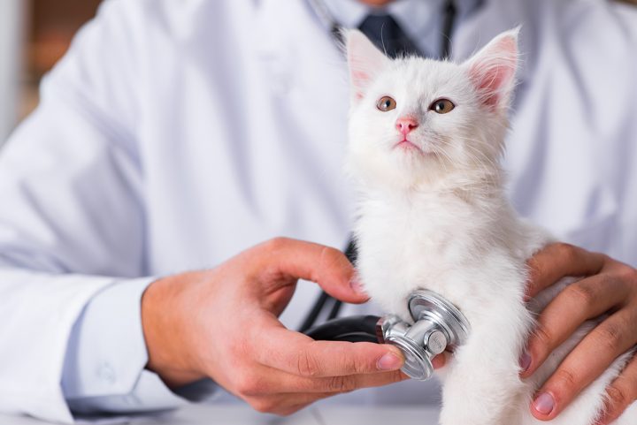 cat-veterinarian