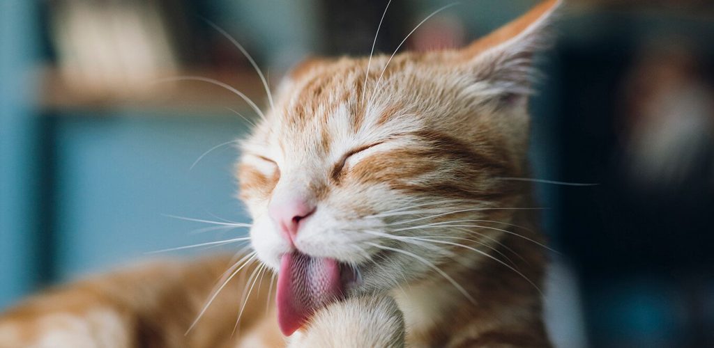 Cat Vomiting Causes, Veterinarian, & Treatment