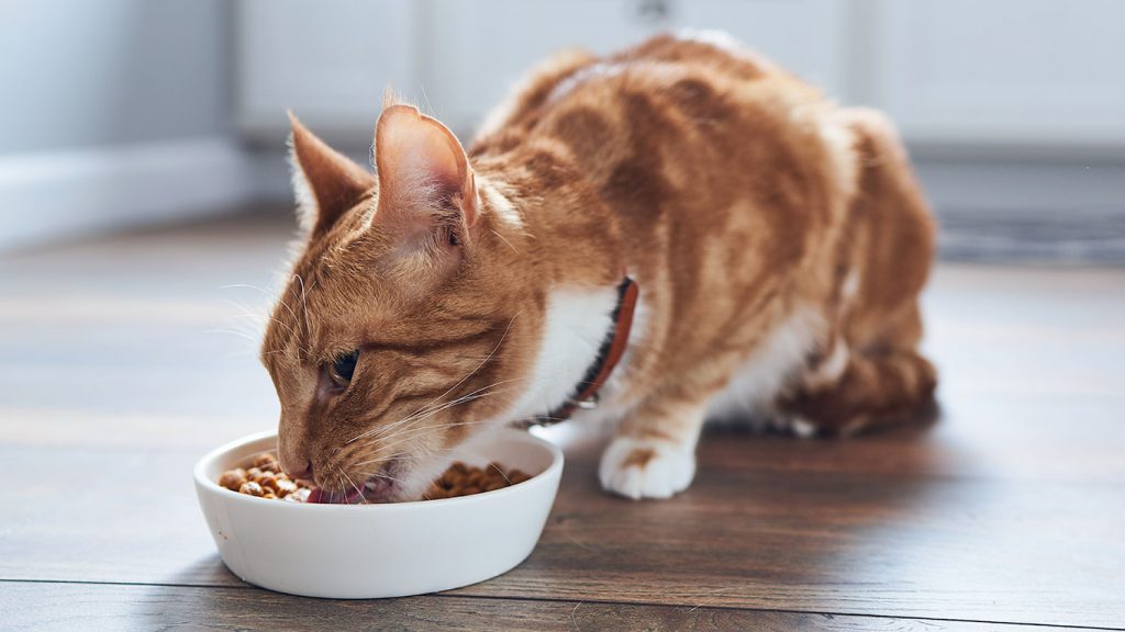 Best about Cat Nutrition | What is the Right Food for Cat