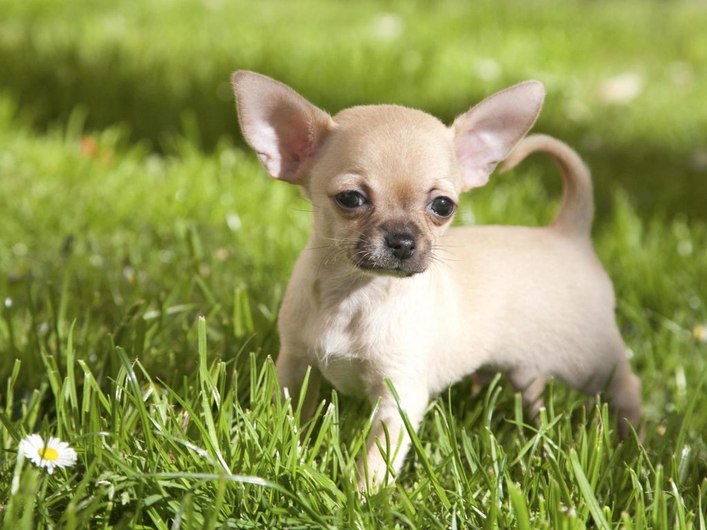 Chihuahua Dog Breed - Care, History & How To Select Best Pet?