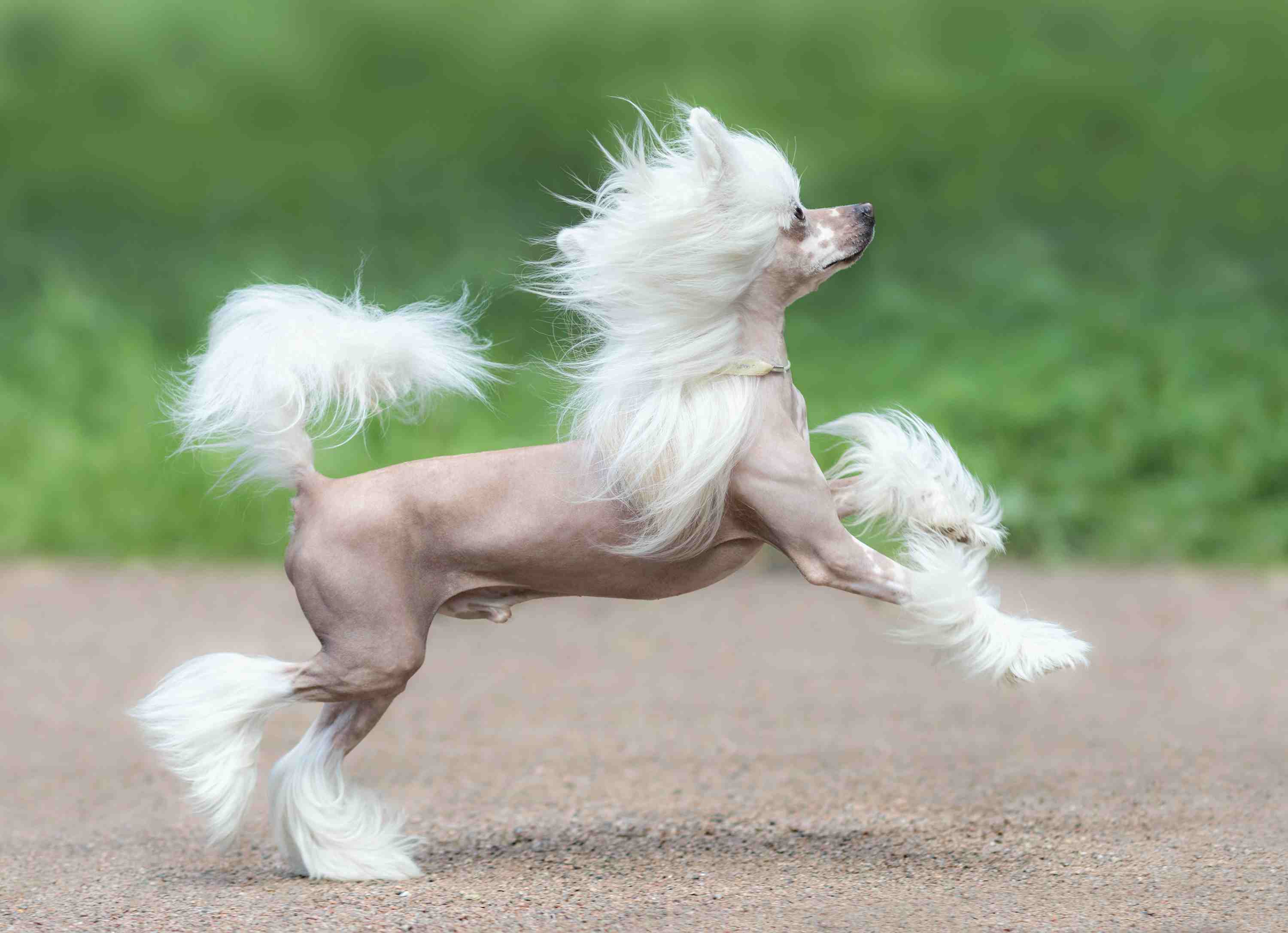 chinese-crested-dog