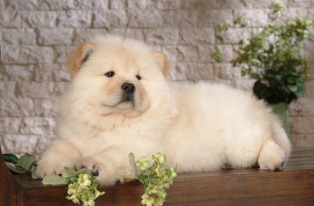 Chow Chow Dog Breed | History, Characteristics & Basic Health