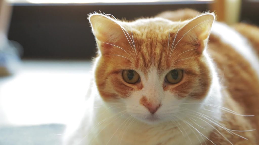 Cuts on a Cat Treatment, Home Remedies & Precautions