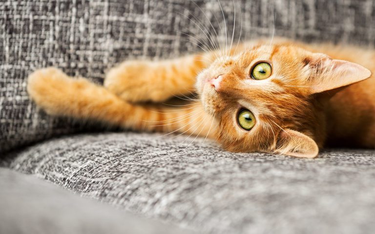 Cuts on a Cat - Treatment, Home Remedies & Precautions