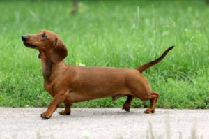 dachshund wiener training