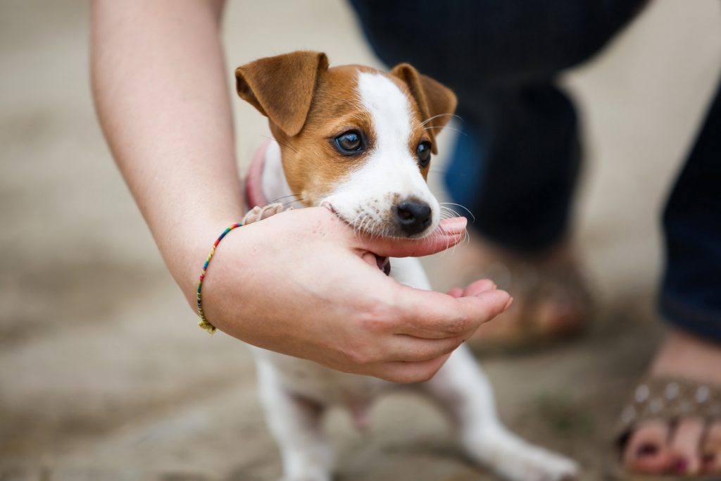 Dog Biting & Nipping Things You Didn't Know About It