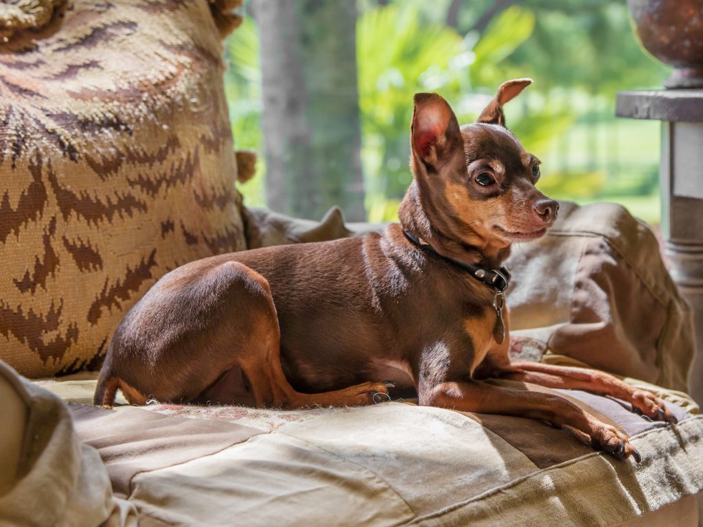 Dogs for Small Spaces Small Dog Breeds For You