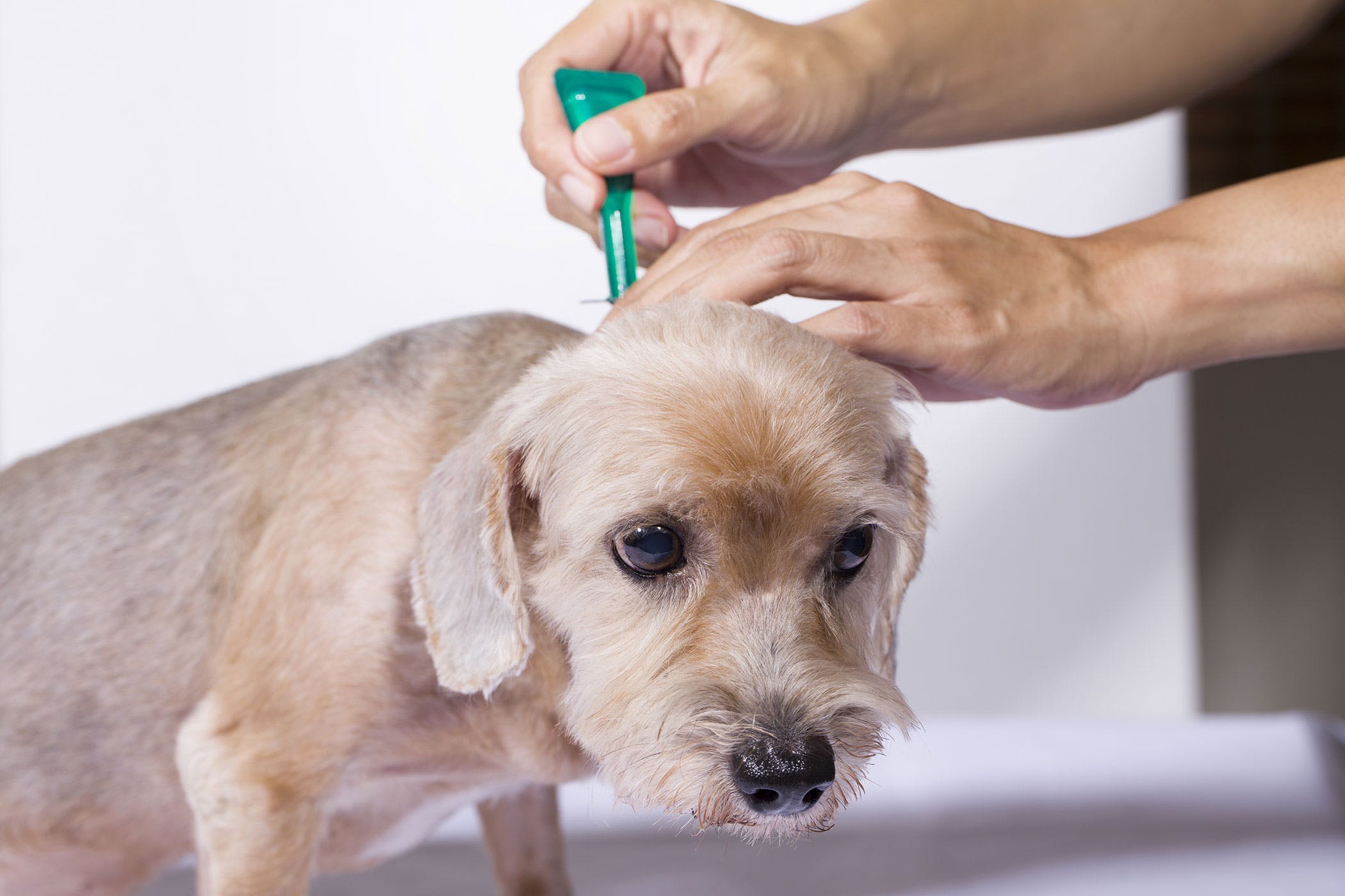 Learn About Dog Fleas Tips And Tricks For Dog Care