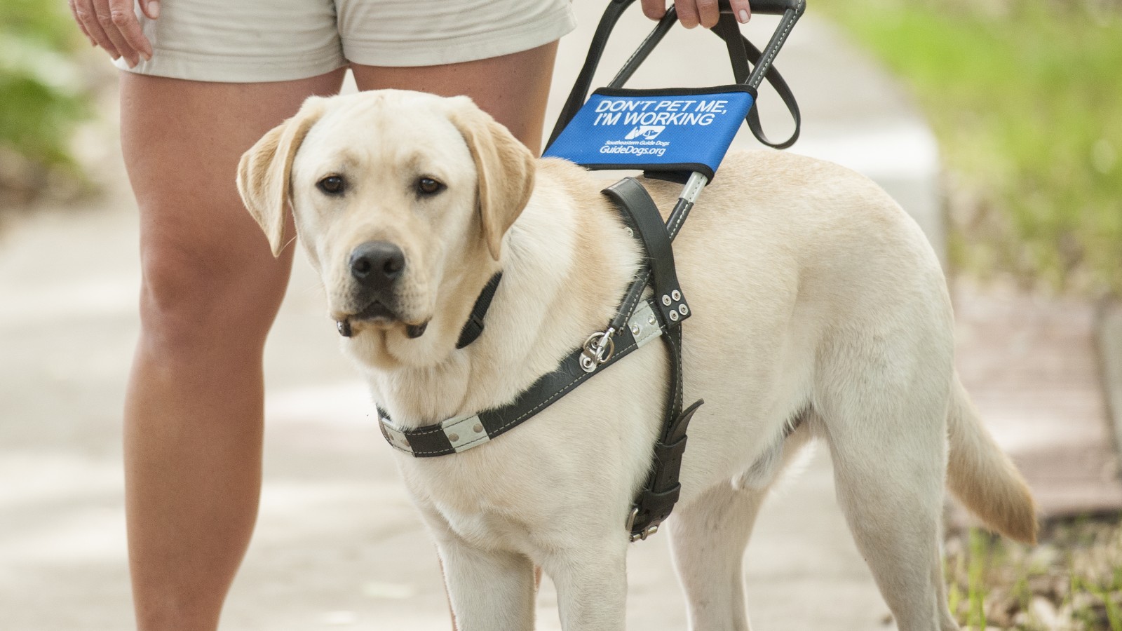 essay on guide dogs