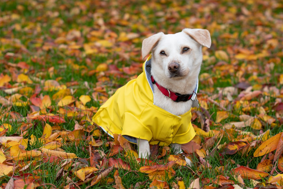 Dog Guide - Complete Best Information for Pet Dog