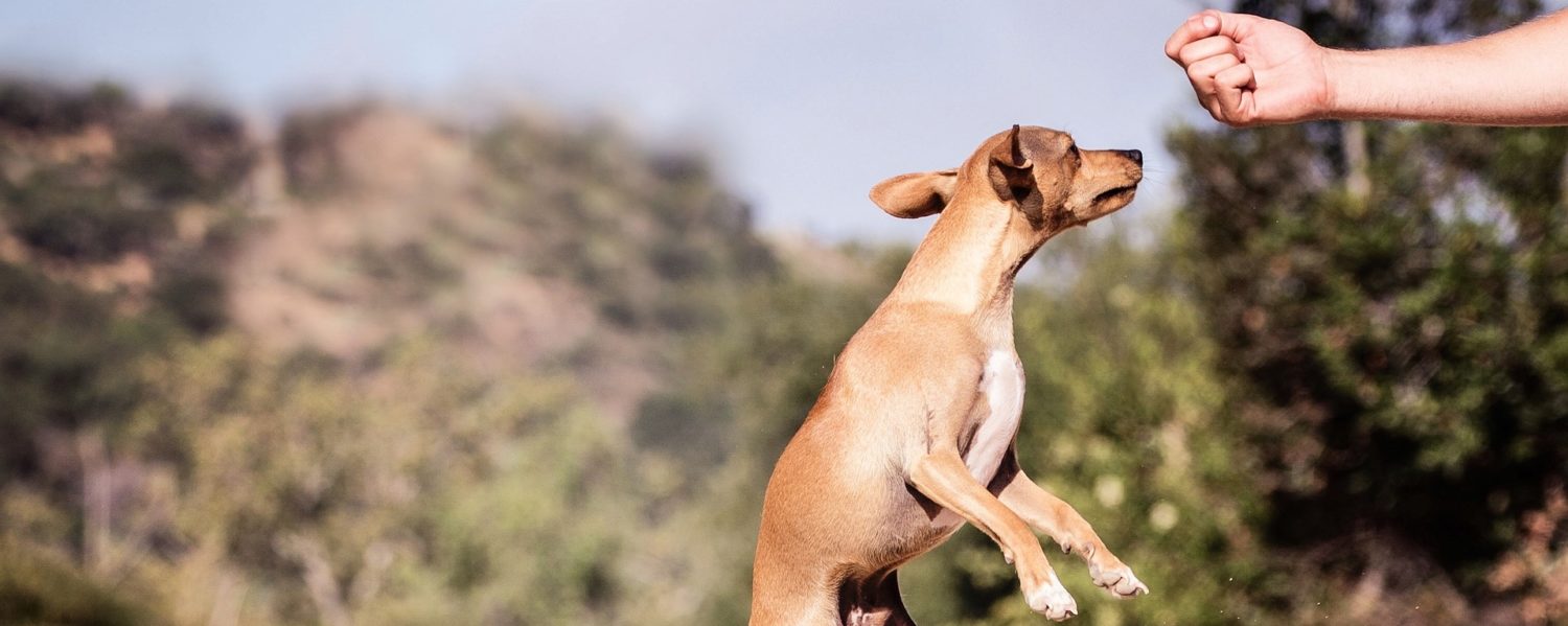 dog-health-training