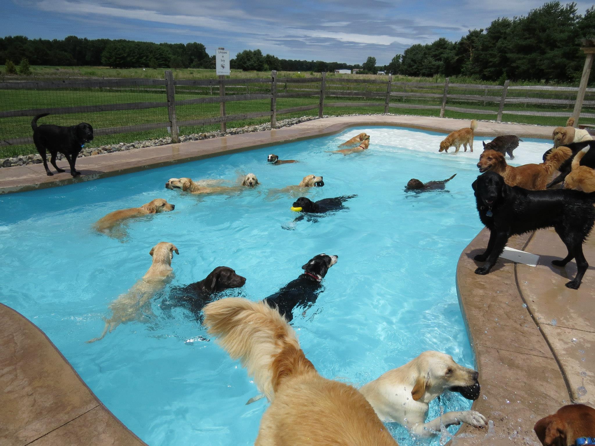 dog-pool-party