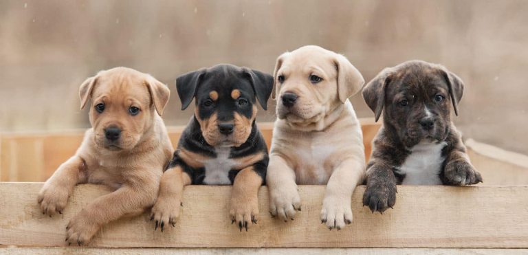 Buying A Puppy? | How To Buy Good Breed Dog Puppy