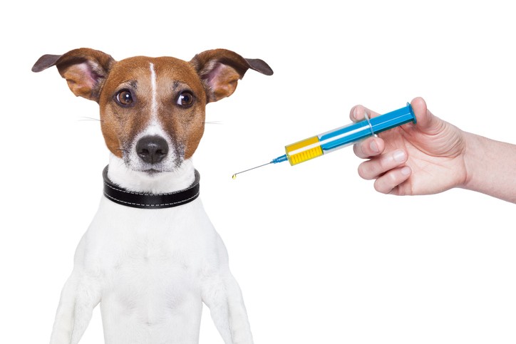 Top 7 Type Of Dog Vaccinations Rabies, Lyme, Canine & More