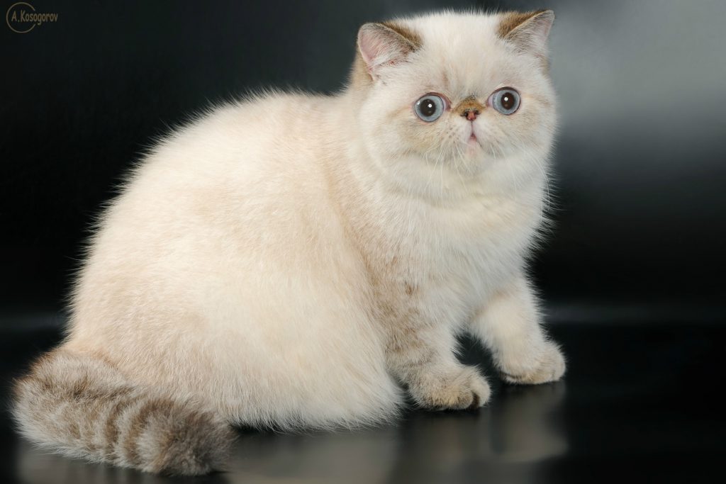 best-exotic-cat-breed-guide-characteristics-temperaments