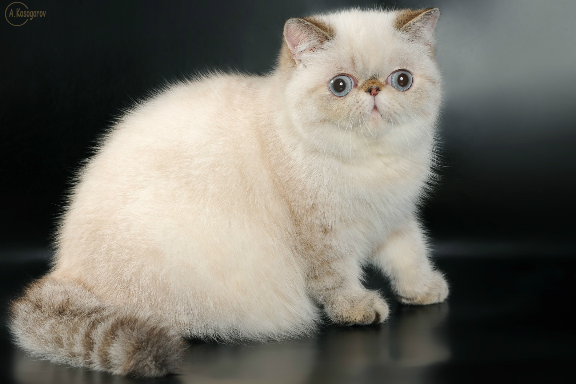 exotic shorthair tabby