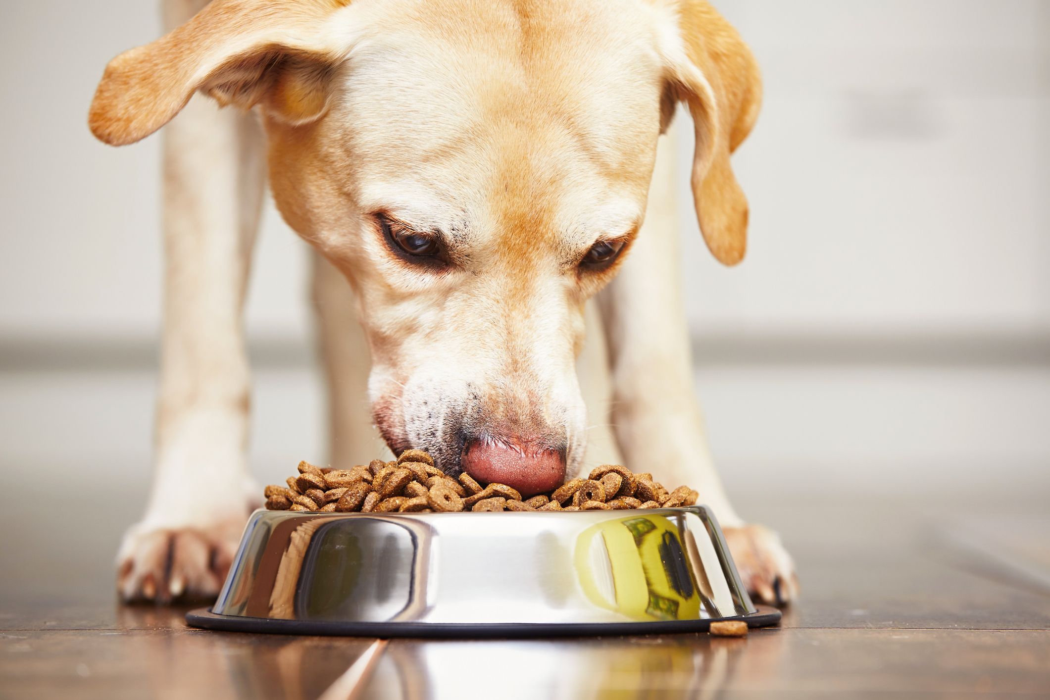 food-to-keep-your-dog-healthy