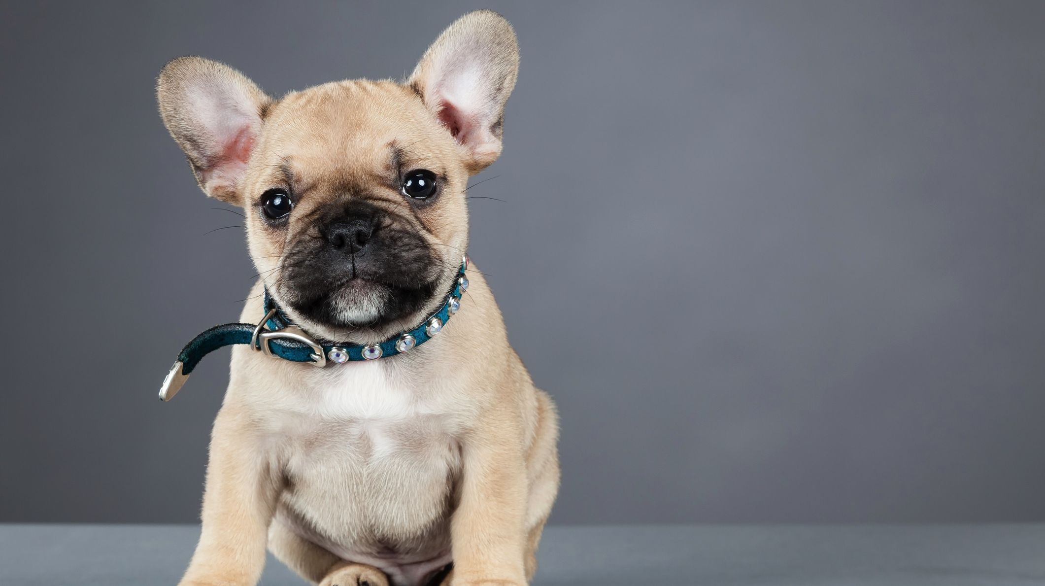 French Bulldog Dog Breed Information, History & Care