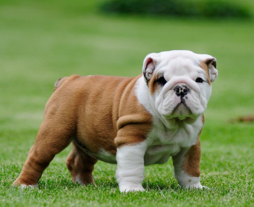 The Cool Unique Big Bulldog Names(Puppies, Taller Dog)