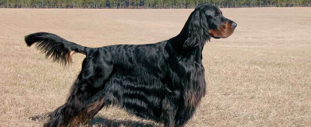 Gordon Setter - Information, History, Characteristics & Health