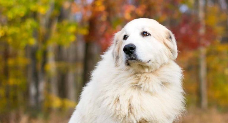 Pyrenean Mountain Dog Breed Information, Facts & Health