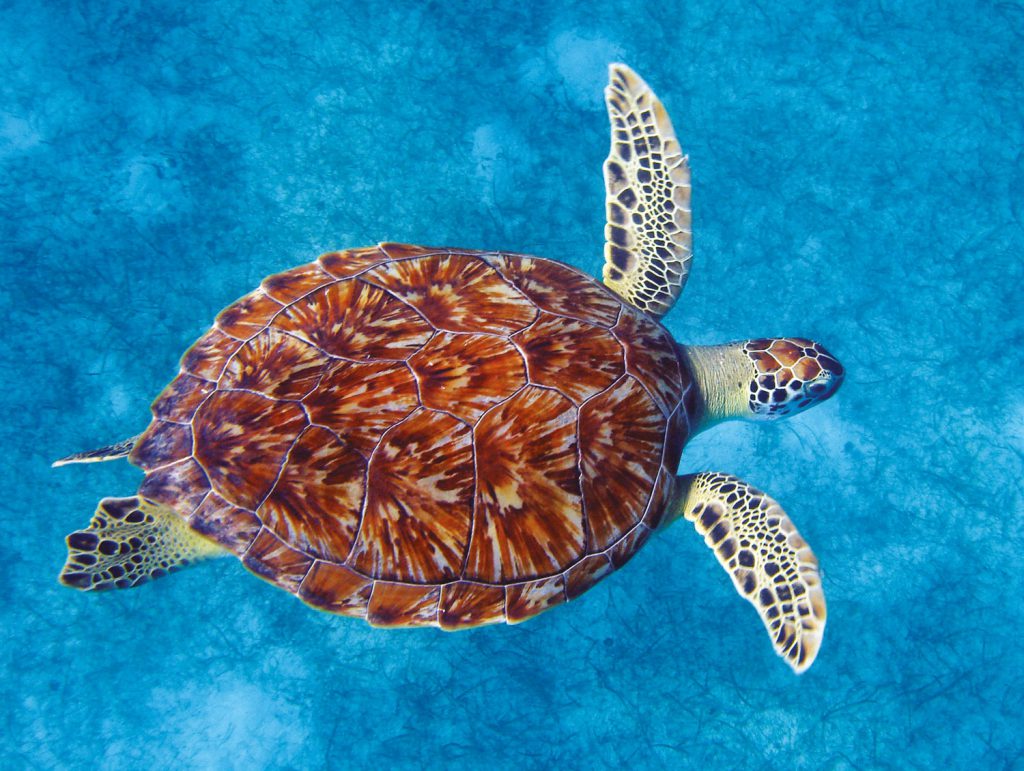 Best 5 Type of Turtles - Most Popular Turtles Breeds