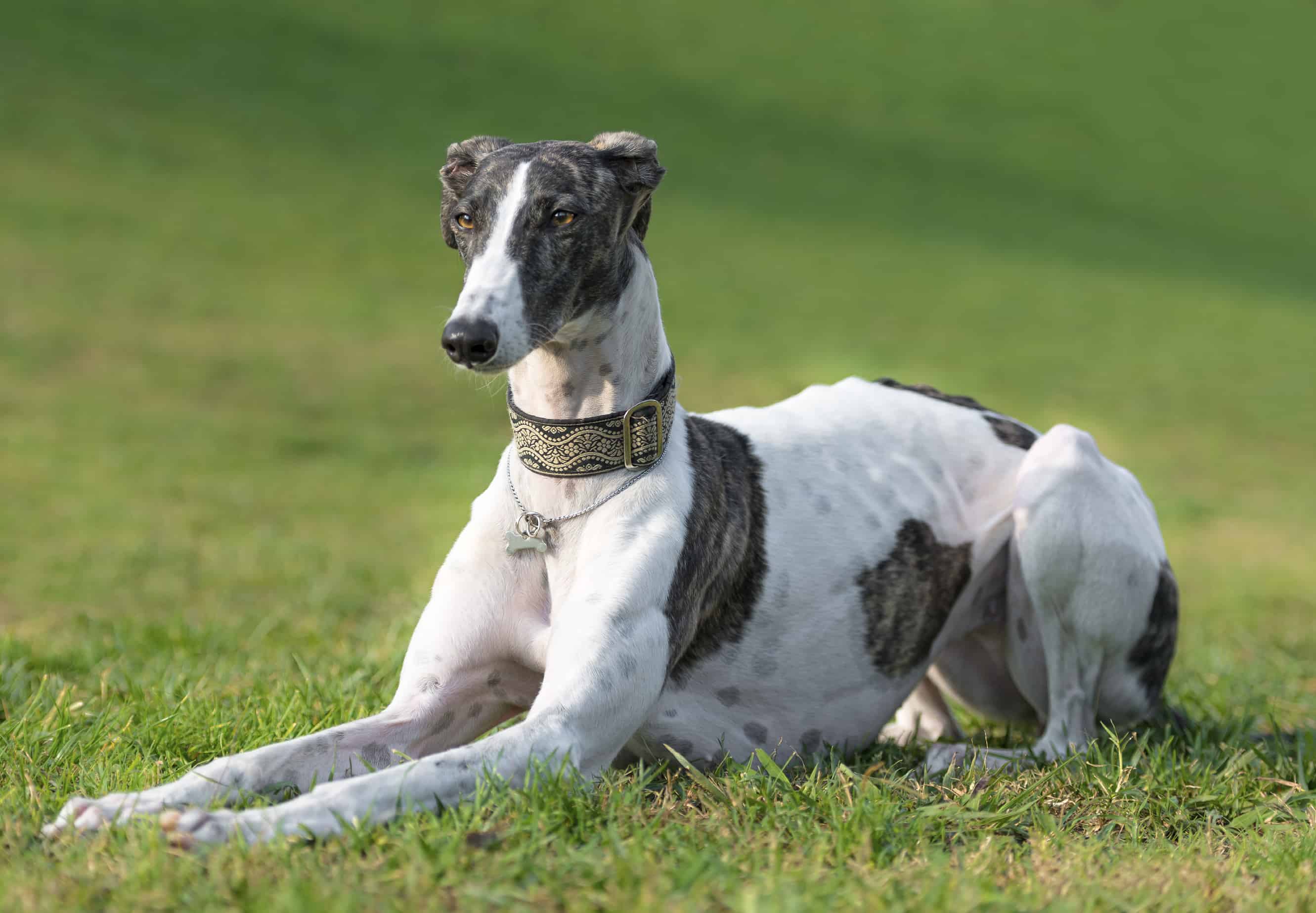 Greyhound Dog Breed History, Characteristics & Basic Facts