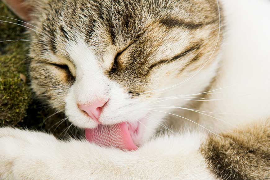 How to Treat a Cat who is Suffering from Hairball Vomiting