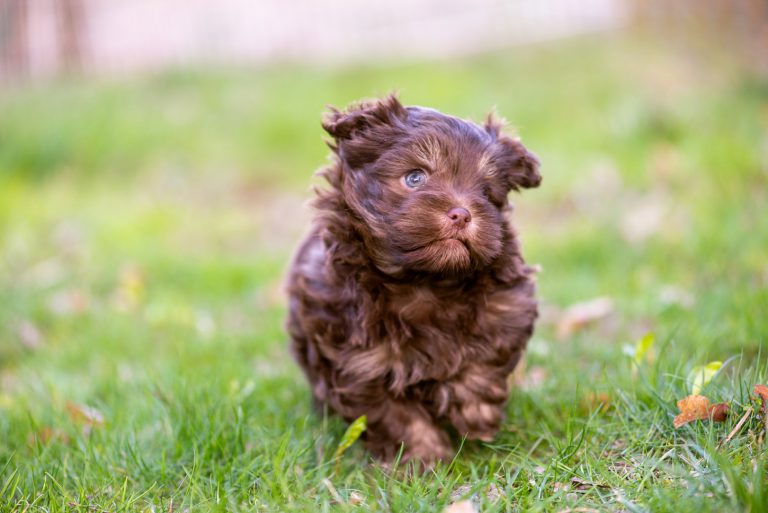 Havanese Dog (Origin, Temperament & Best Grooming Guide)