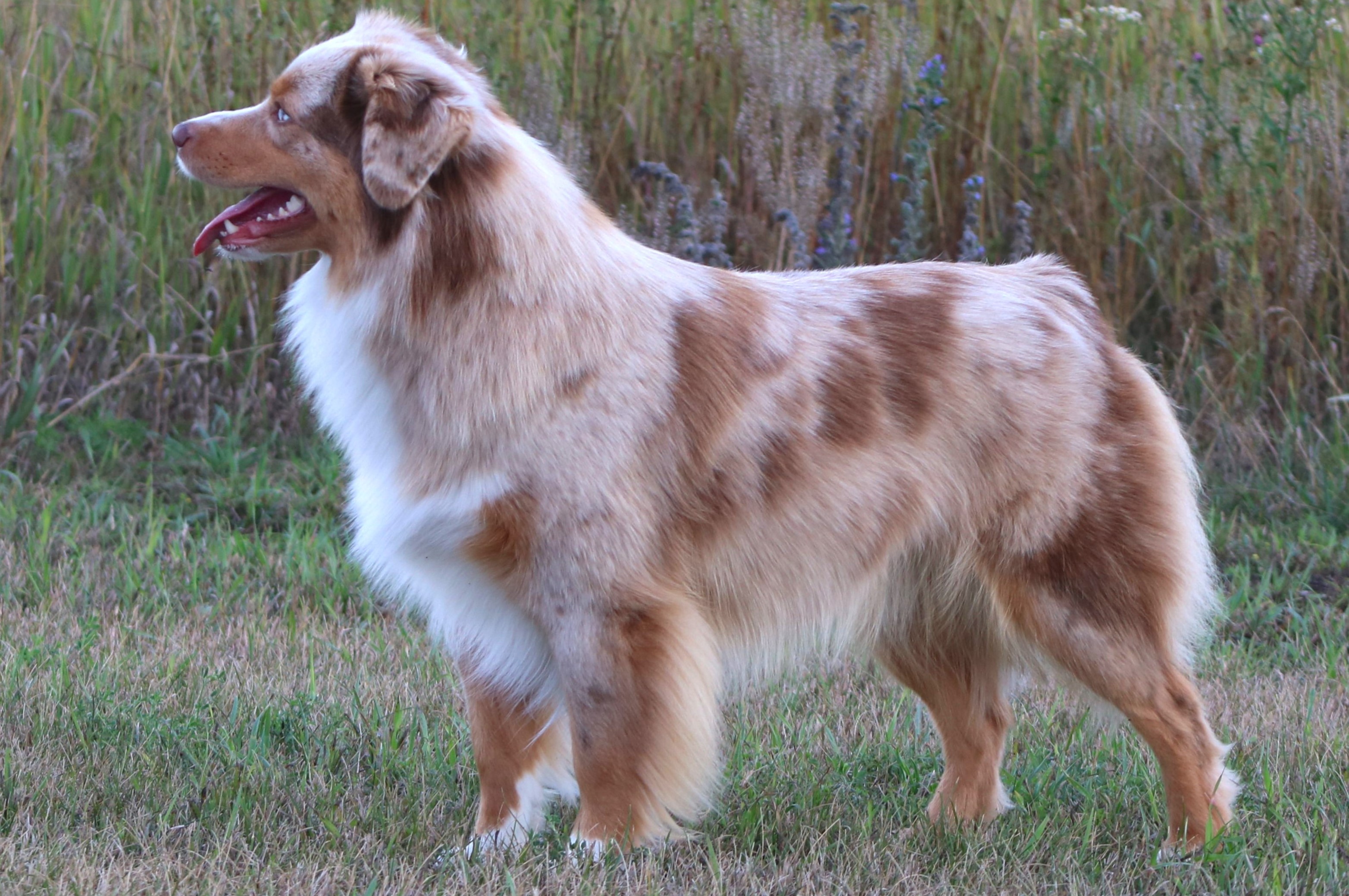 types of herding dogs