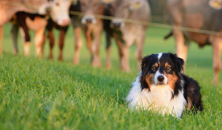 The Herding Dogs Breeds - Breed Profile, Facts, Images