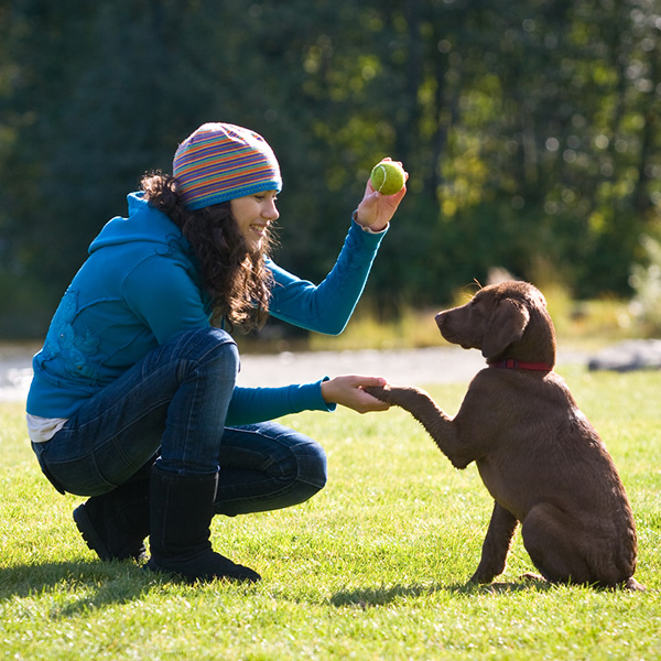 how-to-take-care-of-a-dog