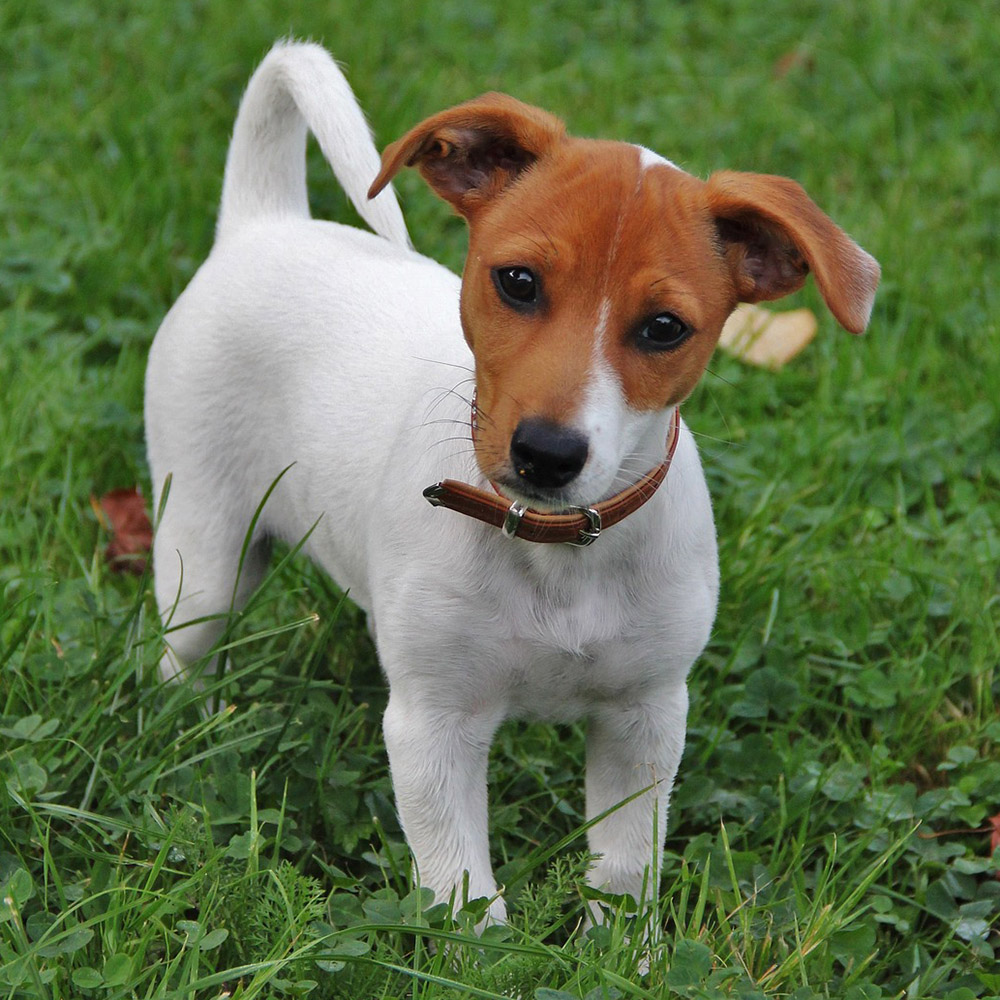 jack russell dogs black and white coat