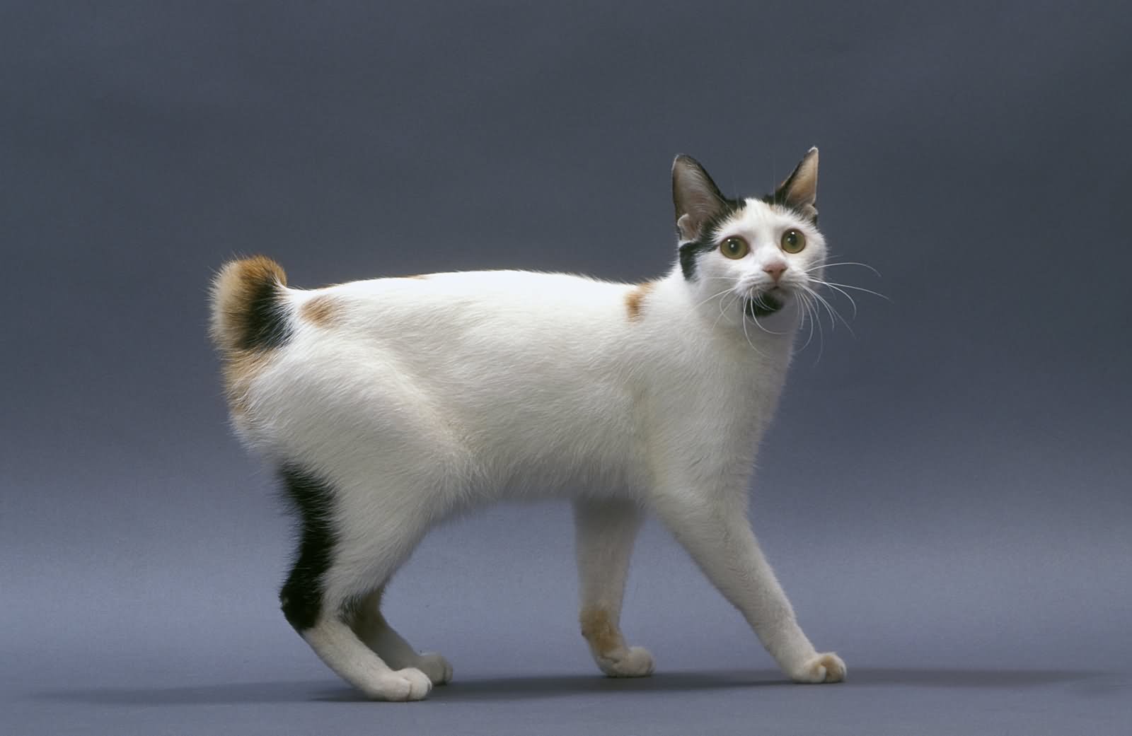Best Japanese Bobtail Cat Guide Characteristic Cat Care