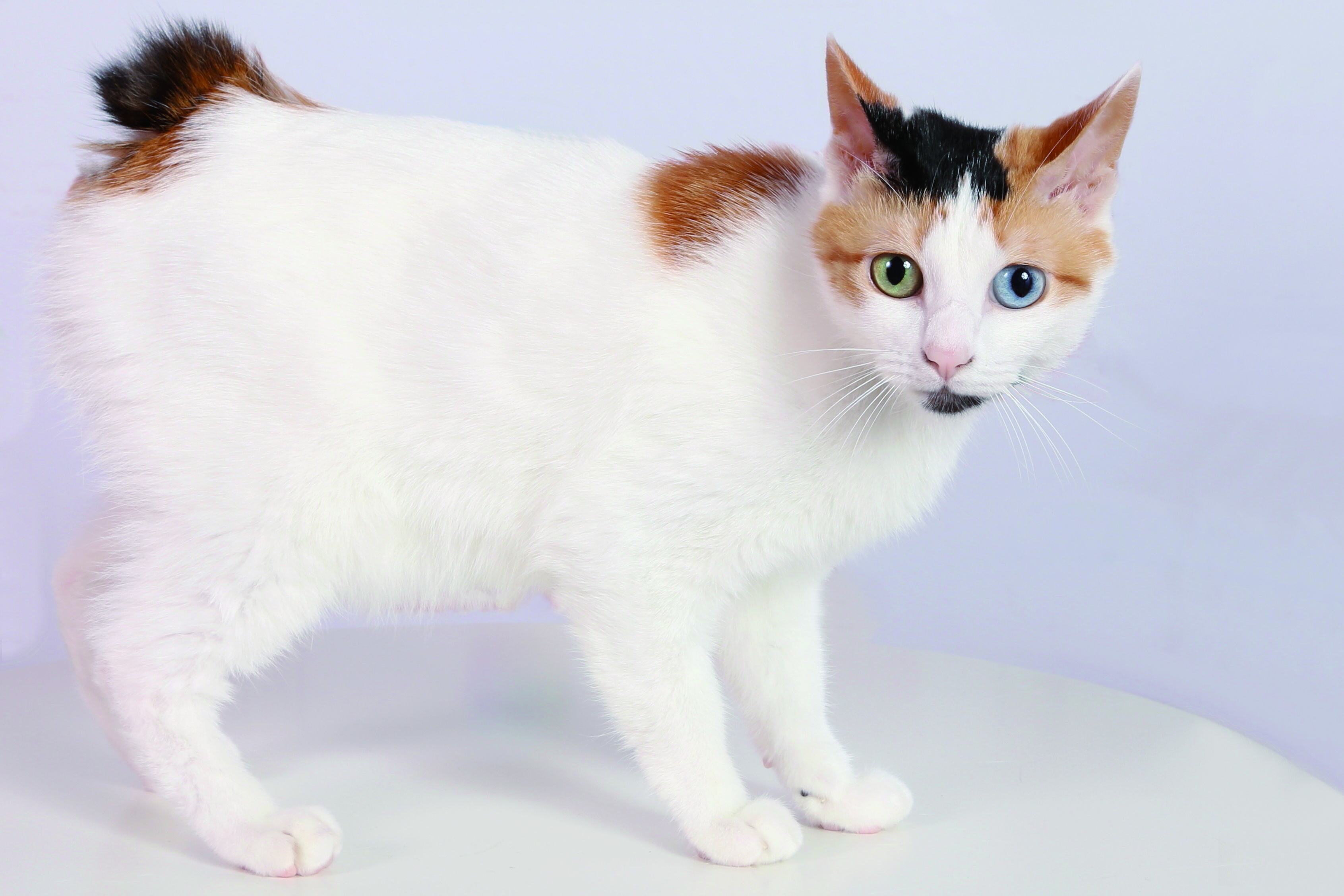 Japanese Cat Breed Discover Top 5 Fur Midable Feline Champions MRFBK