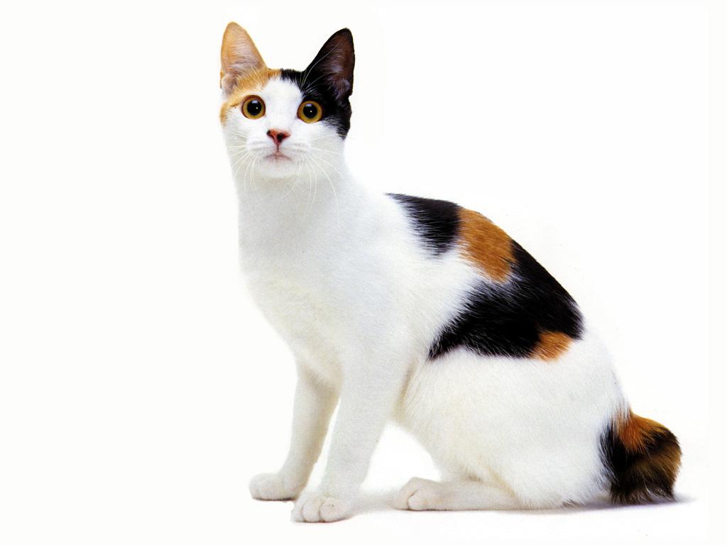 japanese-bobtail-cat