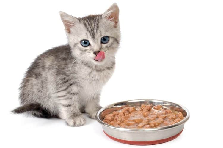 kitten-food