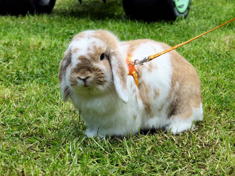 Best 10 Type Of Rabbits Popular Rabbit Breeds