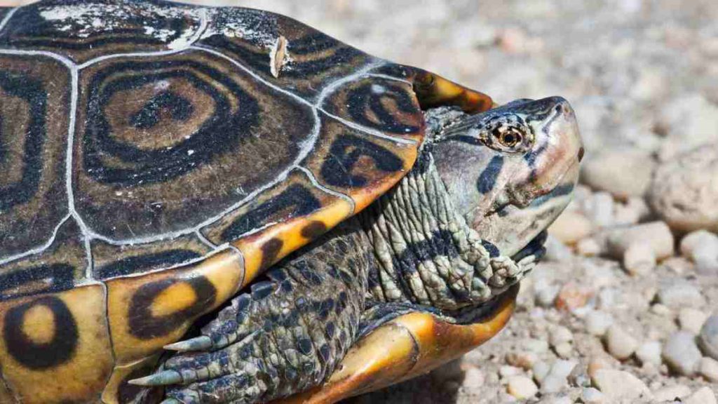 How To Identify Turtles ( Best Information And Guide )