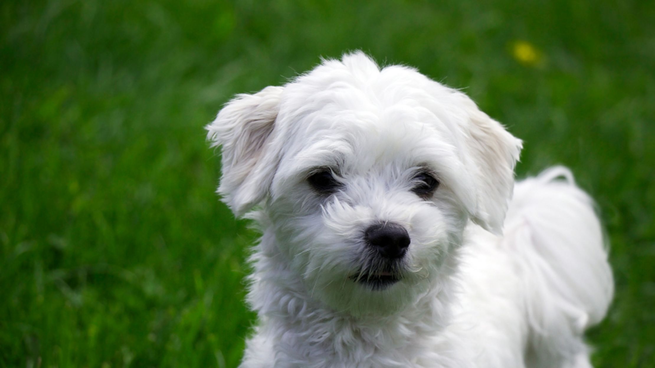 Maltese Puppies Breed