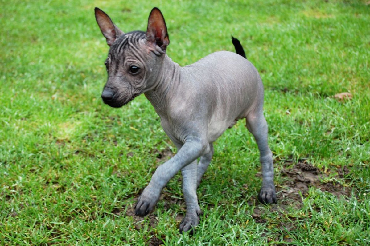 Mexican Hairless Dog Breed Temperament, Health & Basic Facts