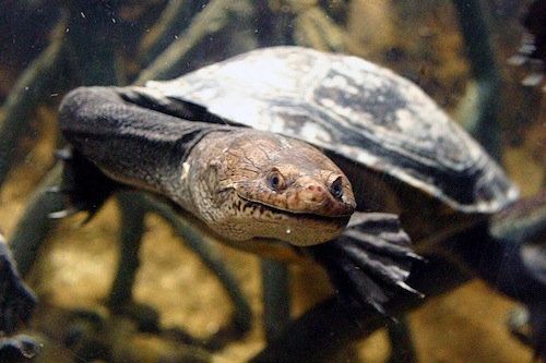 new-guinea-sideneck-turtle