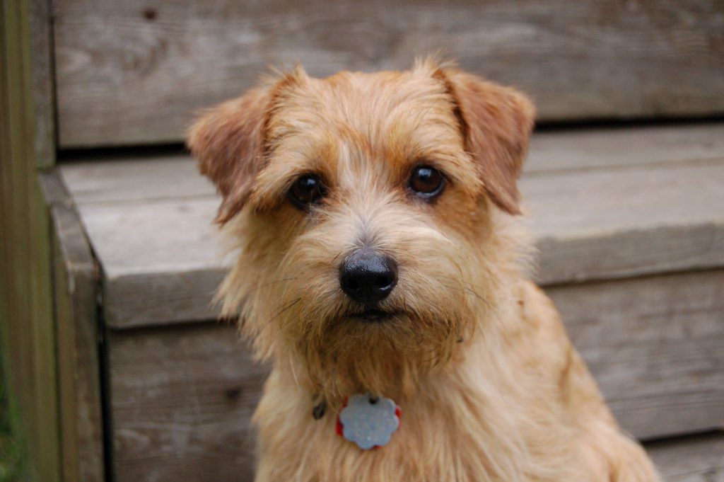 Norfolk Terrier Breed Dog History And Health Facts   Norfolk Terrier 1024x681 